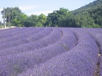 Bien utiliser l'huile essentielle de lavande