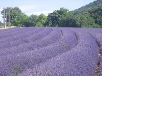 Bien utiliser l'huile essentielle de lavande